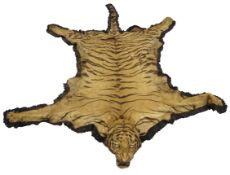 Taxidermy: Indian Tiger skin (Panthera tigris tigris), circa 1940,