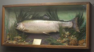 Taxidermy cast - Large Rainbow Trout in naturalistic underwater setting,