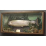 Taxidermy cast - Large Rainbow Trout in naturalistic underwater setting,