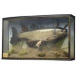 Taxidermy cast - Chub in naturalistic underwater setting, with card 'Chub 5lb 11oz,