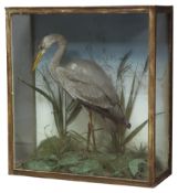 Taxidermy - Study of a Heron in naturalistic setting with plain backdrop, glazed case, H77cm, W71cm,