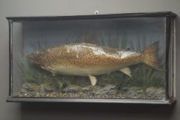 Taxidermy - Trout in naturalistic underwater setting, in glazed case, W77cm,
