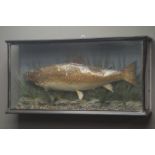 Taxidermy - Trout in naturalistic underwater setting, in glazed case, W77cm,