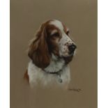 John Naylor (British 1960-): Study of a Spaniel, pastel signed and dated '94, 29.5cm x 24.