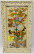 Framed butterfly display on floral painted ground,