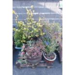 Metal bound wooden planter with shrub and five other planters with shrubs