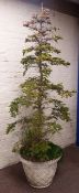 Large fir shrub in composite stone crisscross planter,