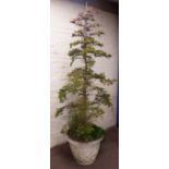 Large fir shrub in composite stone crisscross planter,