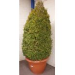 Large English boxwood shrub planted in large planter,