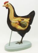 Early to mid 20th century German anatomical model of a Chicken,