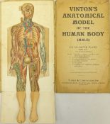 Vinton's Anatomical Model of the Human Body (Male) book by Vinton & Company Ltd,