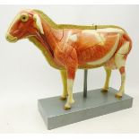Early to mid 20th century German anatomical model of a Sheep by Hauptner,