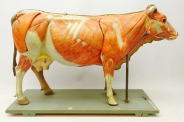 Early to mid 20th century large German anatomical model of a Cow by VEB Sonnenberg SVL,