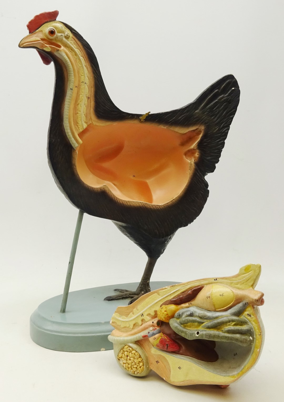 Early to mid 20th century German anatomical model of a Chicken, - Bild 3 aus 5