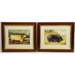 Prize Bull and Prize Sow, two 20th century colour prints in oak frames overall 54cm x 66.