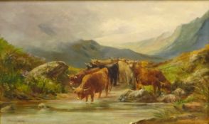 Highland Cattle Watering,