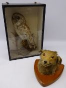 Taxidermy - Victorian Tawny Owl mounted on moss covered branch with grasses in ebonised glazed