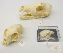 Three animal skulls comprising Cat,