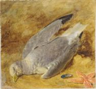 Study of a Seagull and a Starfish,