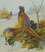 John Duncan (20th century): Pheasants in Winter Landscape,