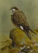 C David Johnston (British 1946-): Peregrine Falcon,
