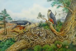 Carl Donner (British 1957-): 'Hobby Falcons and their Young', watercolour signed,