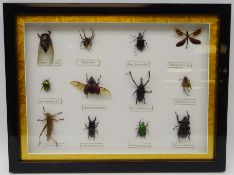 Framed set of insect specimens,