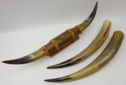 Pair mounted Cow Horns on pine base, L69cm and another set,