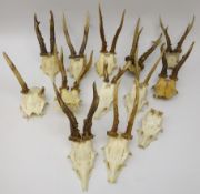 Twelve Roe Deer antlers on frontlet & another skull (13)