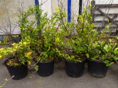 Four laurel shrubs in plastic trugs