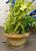 Circular terracotta planter, leaf moulded rim and body, planted with shurb,