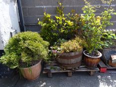 A quantity of garden plants and shrubs Condition Report <a href='//www.