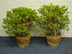 Pair potted jade plants,