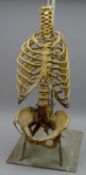 Anatomical teaching aid of a human torso H68cm,