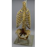 Anatomical teaching aid of a human torso H68cm,