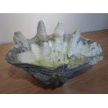 Giant weathered half Clam shell, W58cm, H31cm,