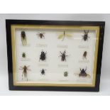 Framed insect display, 42cm x 32cm Condition Report <a href='//www.