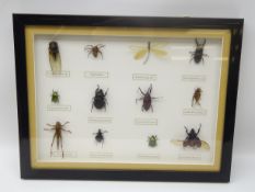 Framed insect display, 42cm x 32cm Condition Report <a href='//www.