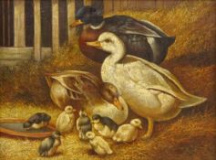 Ducks and Ducklings Feeding,