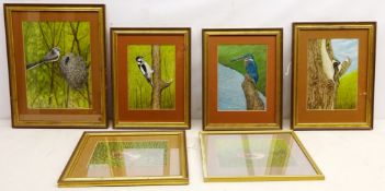 Kingfisher, Woodpecker, Snipe and other Bird Studies,