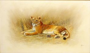 Lioness,