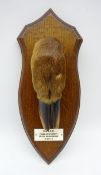 Taxidermy - Deer hoof mounted on oak plaque with plaque 'D.& S. S. H.