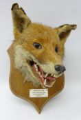 Taxidermy - Fox mask mounted on oak shield with plaque 'Goathland Hunt, Found: Murk Mire Moor,