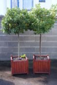 Pair of Bay trees in square wooden planters, H200cm, W50cm,