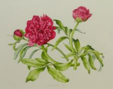 Bridget Gillespie (British 1962-): Botanical study - `Paeonia Officinalis Rubra Plena`,