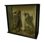 Taxidermy - Victorian cased pair European Green Woodpeckers on naturalistic setting,