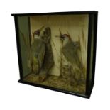 Taxidermy - Victorian cased pair European Green Woodpeckers on naturalistic setting,