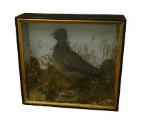 Taxidermy - Victorian cased Coot within naturalistic setting, in black painted and glazed case,