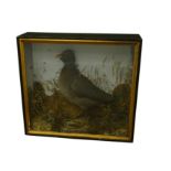 Taxidermy - Victorian cased Coot within naturalistic setting, in black painted and glazed case,