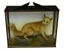 Taxidermy - Victorian cased snarling fox on naturalistic setting, in black painted and glazed case,